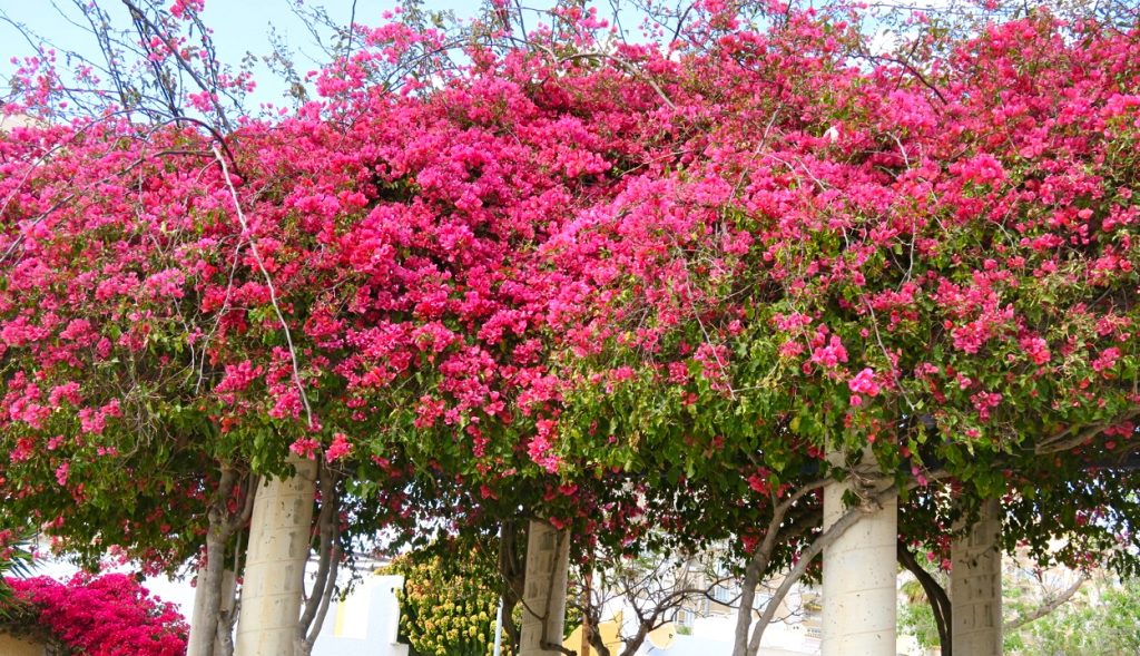 Bougainvillean blommar nu vackert i Torrevieja och bidrar till trevligheterna som man kan uppleva här. 