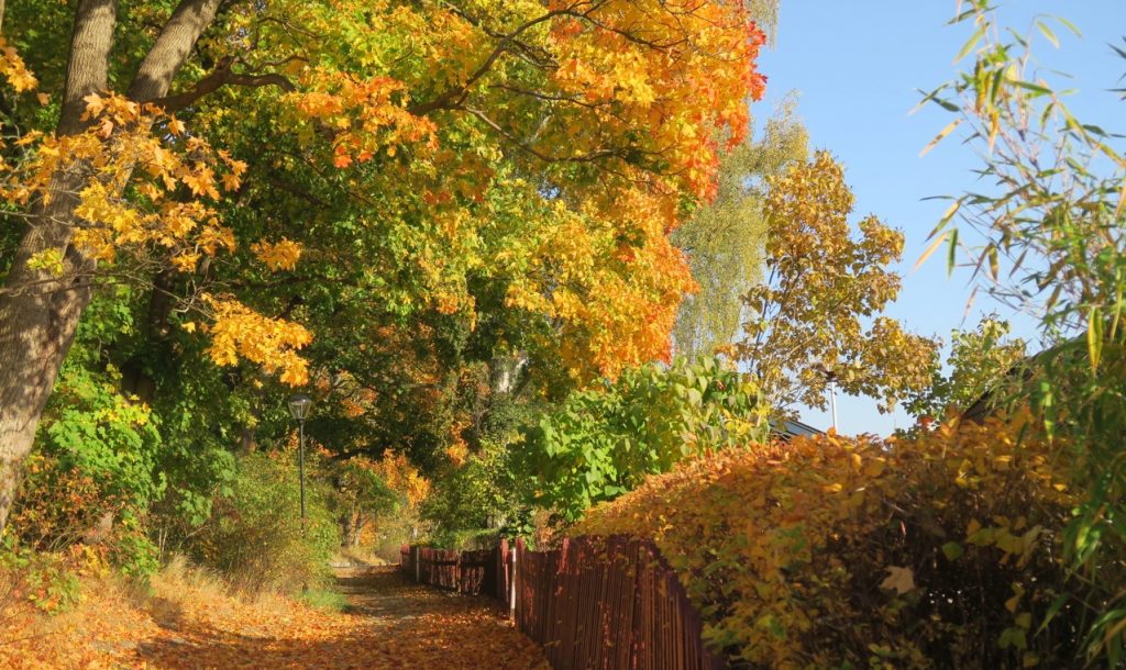 Löven bildar färgsprakande mattor längs stigen genom Eriksdalslundens koloniområde.