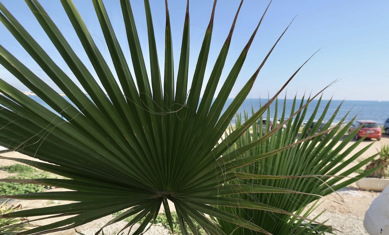 Några blad från en fläkt palm. Här vid en av stränderna i Torrevieja. 