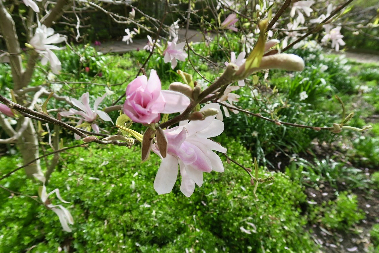 Magnolian har snart blommat klart men jag har haft nöjet att njuta av dem under nästan hela april månad.
