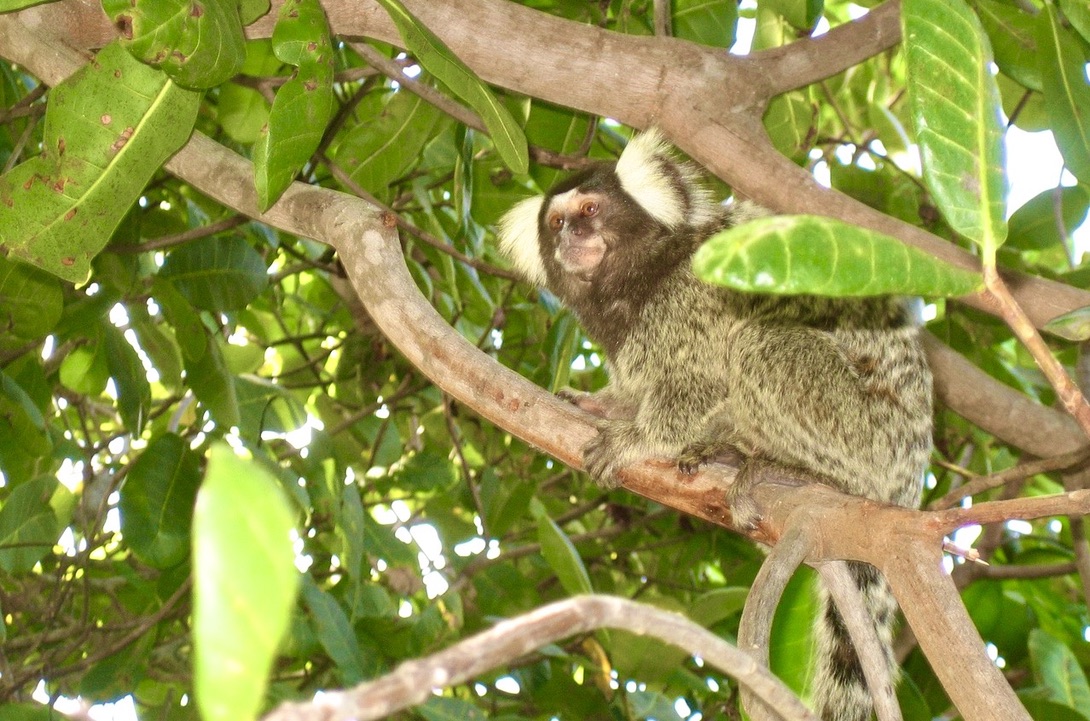 Tår är nödvändiga även för en apa och gör att dne kan klamra sig fast i träden och vid hopp mellan träden. 