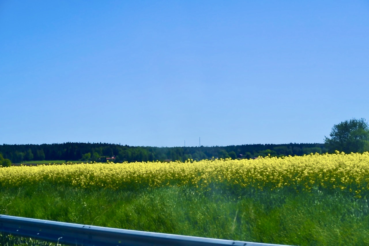 Uppsalaslätten mötte oss med skir grönska, ljuvligt blå himmel och vackra tapsfält. Ett gott tecken på en lyckad dag .