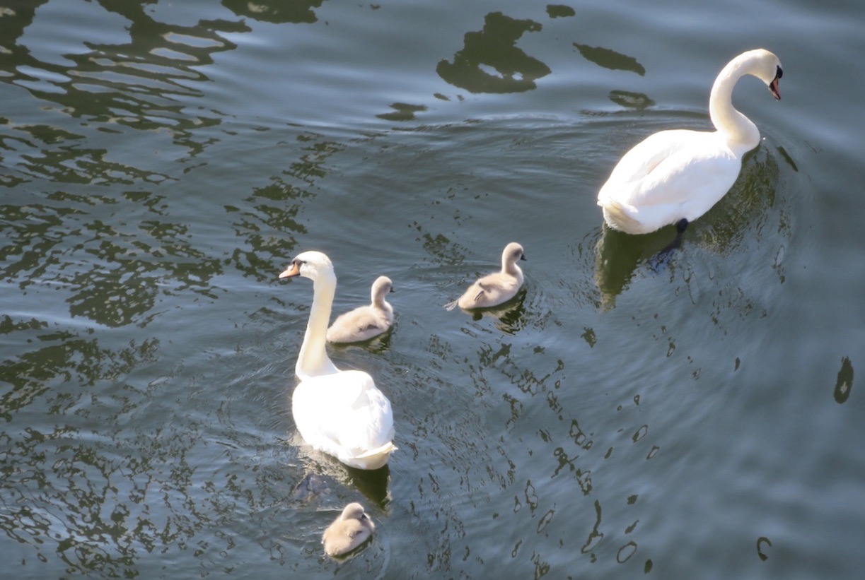 Sbanfamiljen med ungar trivs bra i vattnet i Saltsjön.