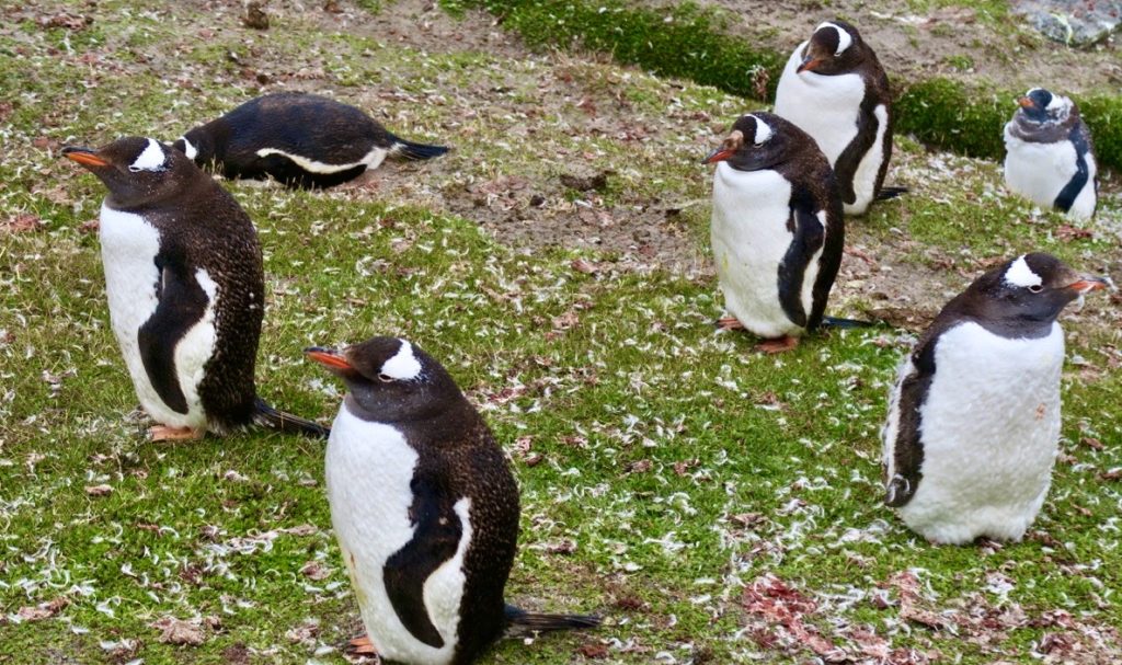 Falklandsöarna. Åsnepingviner/gen too pingviner. För deras ägg och små ungar kan labb ibland vara en fara. 