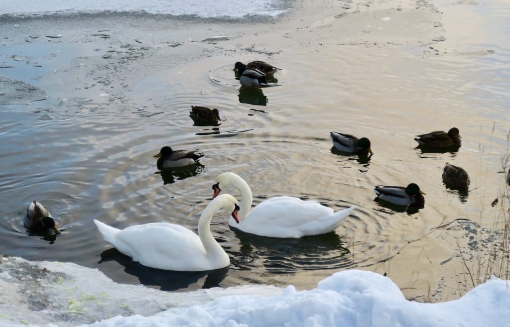 Stockholm. Södermalm. Årstaviken. Sjöfåglarna har hittat lite öppet vatten bland is och snö. 