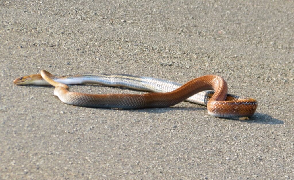 Thailand. Ban Phe. Här var det en orm som kom att överraska oss när vi kom på scotern. 