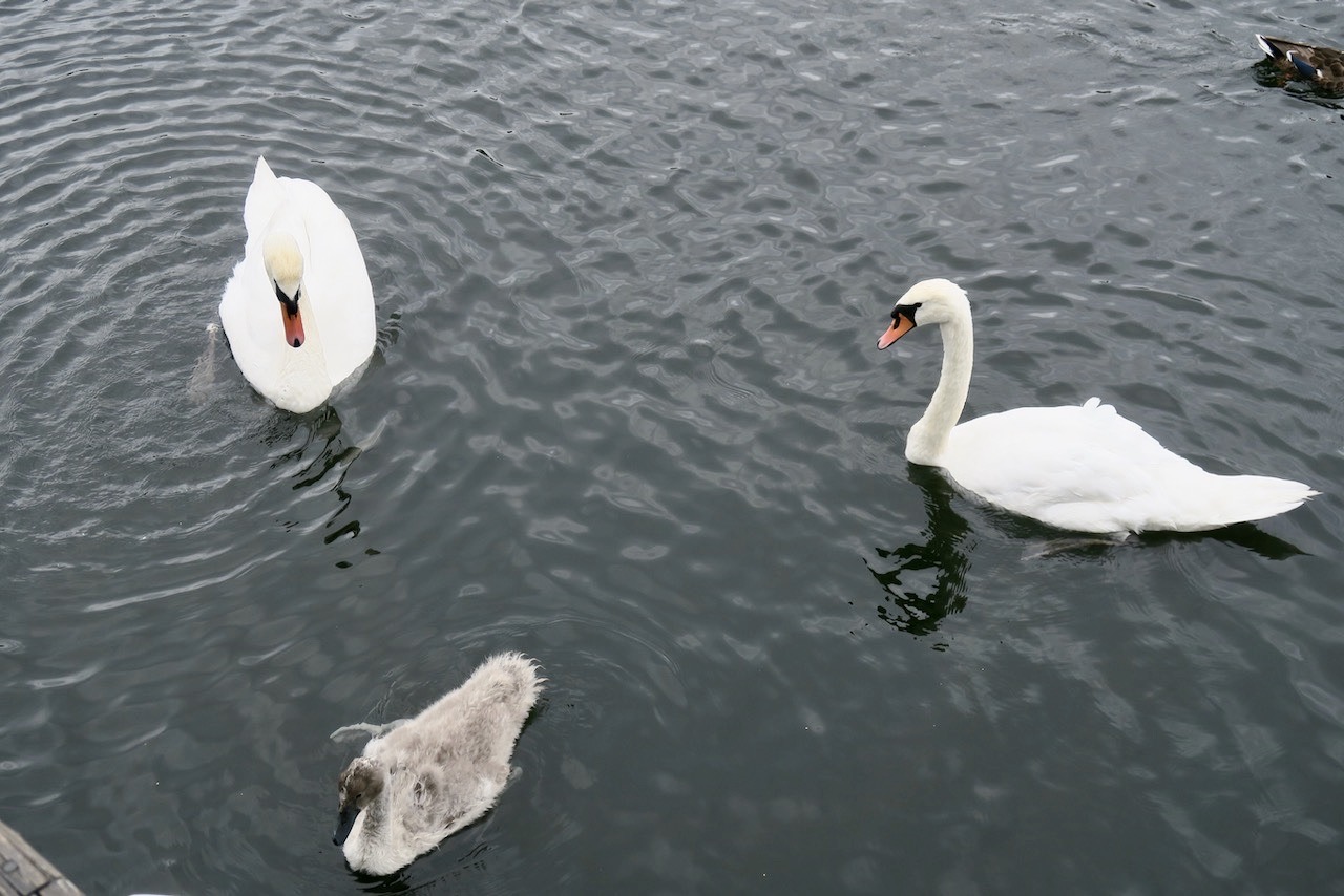 Stockholm. Södermalm. Familjen Svan är välbekant men vi brukar se dem i Saltsjön men idag var de kvar i Mälaren. 