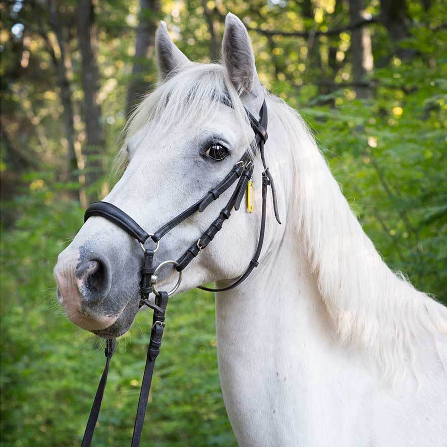 Djurgårdens Ridskola Loki C Ponny