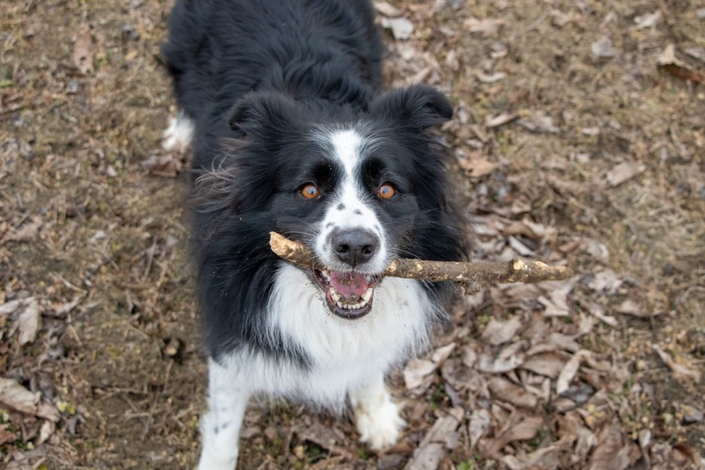 jogga med hund