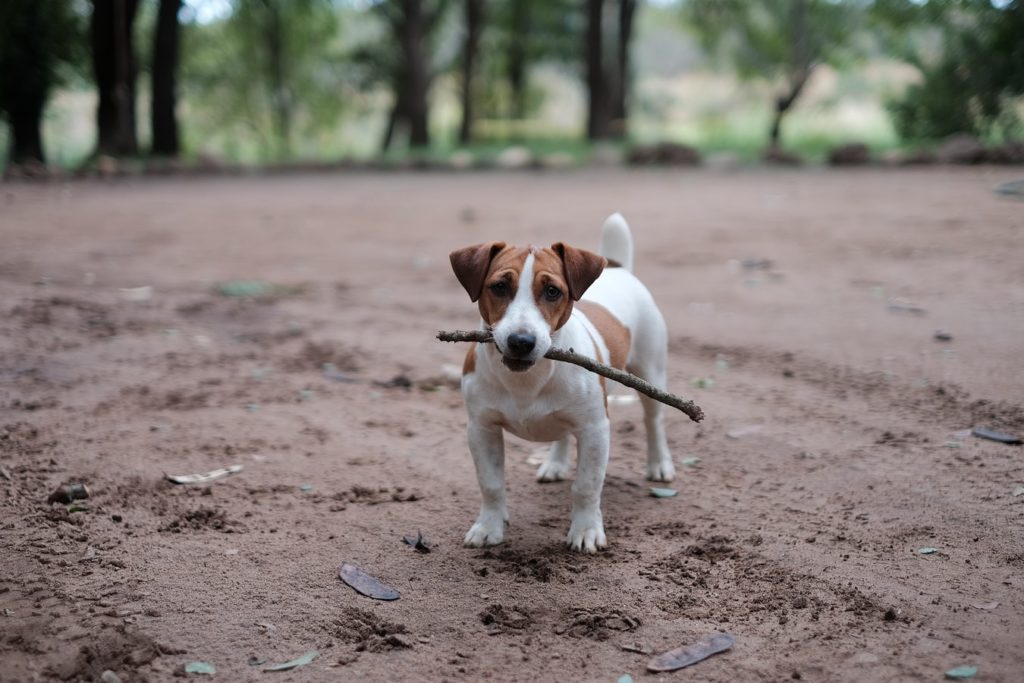 jack russel springa