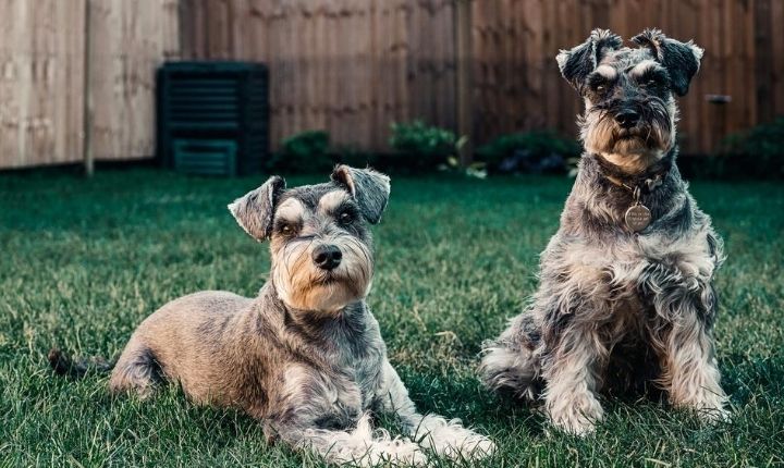 lämna hunden ensam hemma