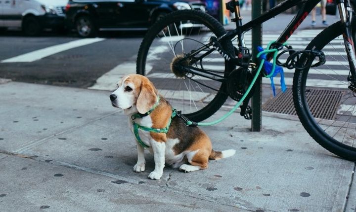 lämna hund utanför affären