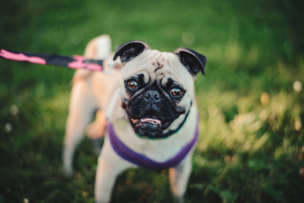 hund i lägenhet mops