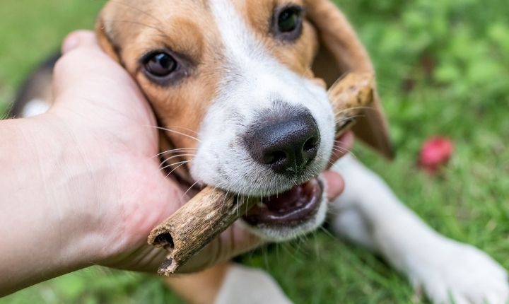 borsta tänder på hund