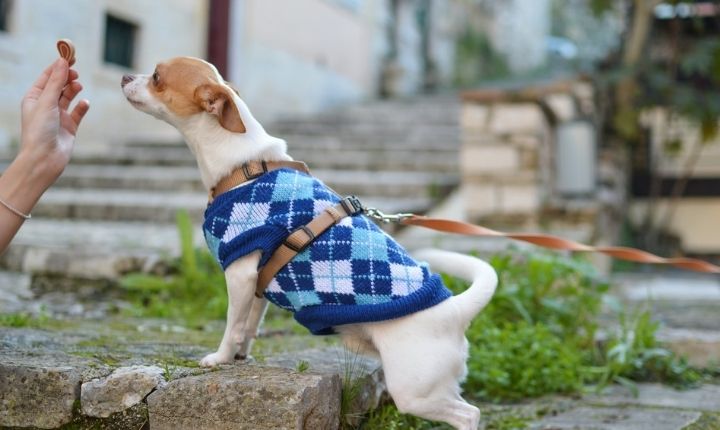 Hur får man en hund att inte skälla? - Tips som får den att sluta - Dogg.se