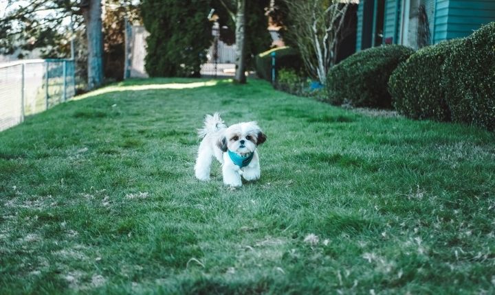 Hur högt staket behövs för en hund i trädgården? - Dogg.se