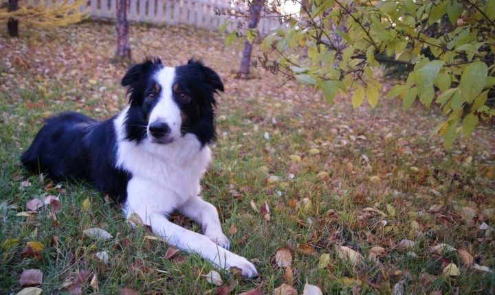 höjd på staket hund