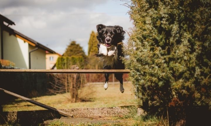 hur-hogt-staket-for-en-hund