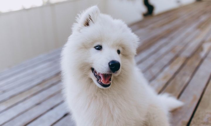 samojed