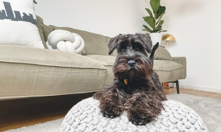 schnauzer