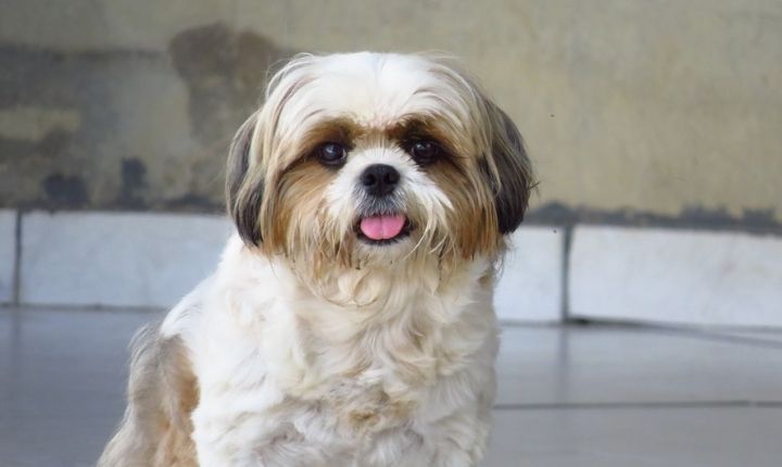 shih tzu i lägenhet