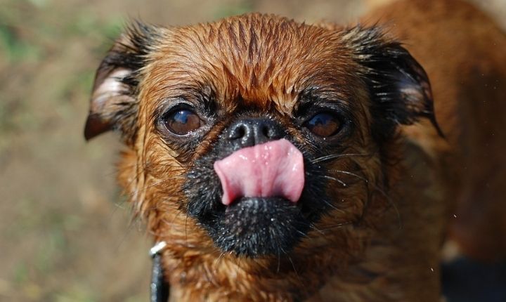 brussels griffon