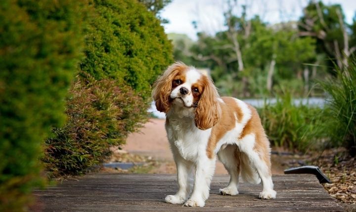 cavalier king charles öron