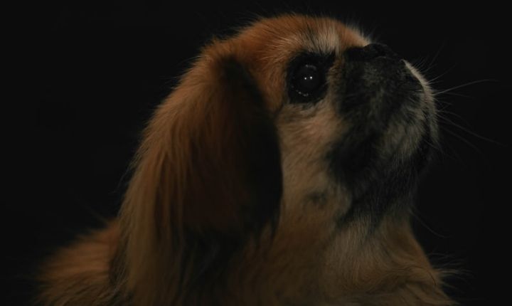 pekingese hund liten