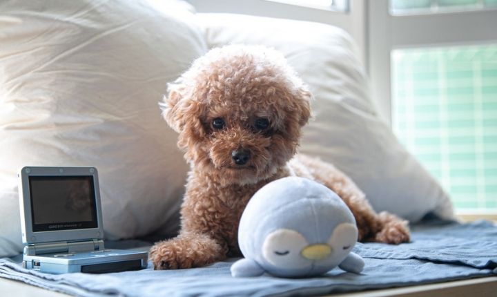 toy poodle liten söt hund