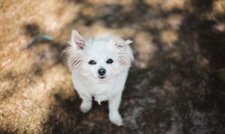 världens minsta hund chihuahua