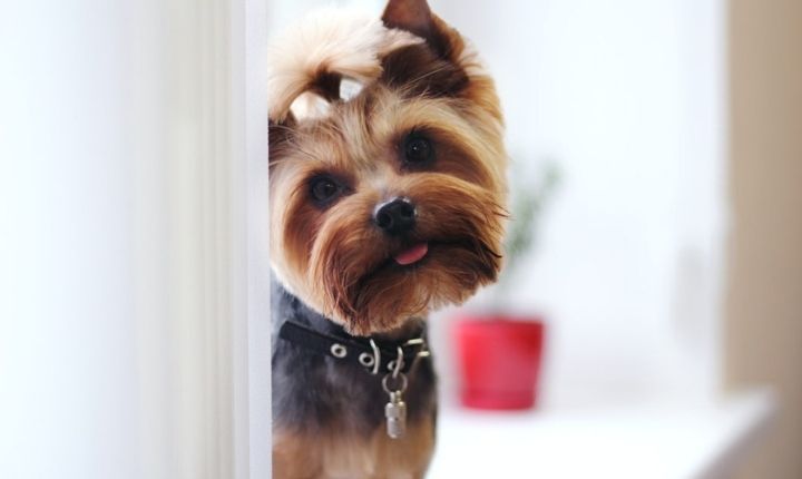 yorkshire terrier liten hund