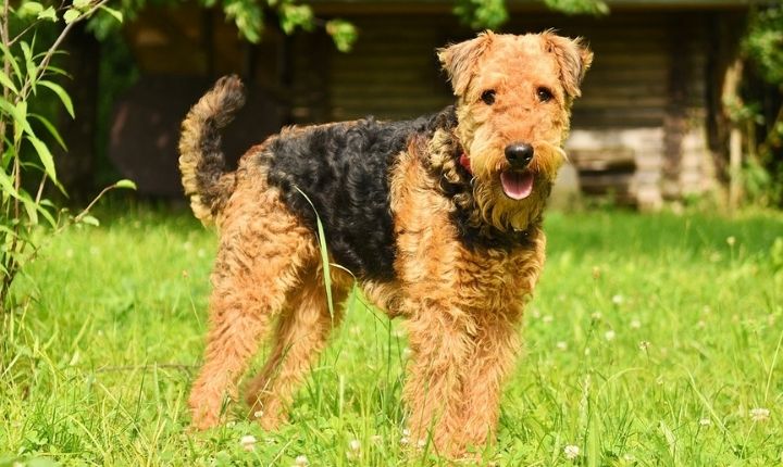 Airedale Terrier