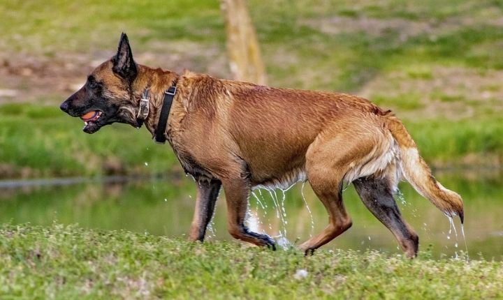 Belgisk malinois vakt