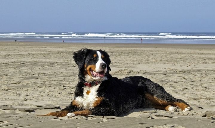 Berner sennenhund tystlåten