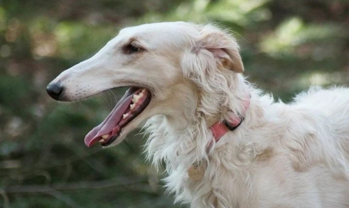 Borzoi skäller inte mycket