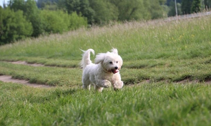 Coton de Tulear lättsam hund