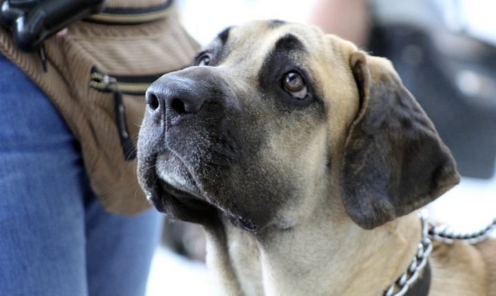 Fila Brasileiro vakande