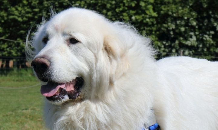 pyreneerhund gosedjur