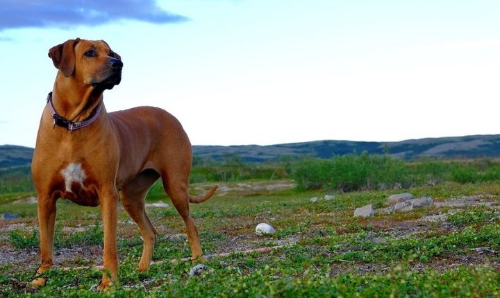 Rhodesian Ridgeback tyst