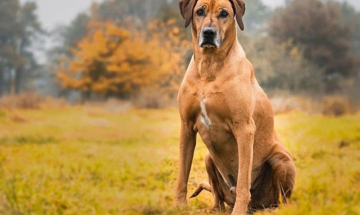 Rhodesian ridgeback vakta