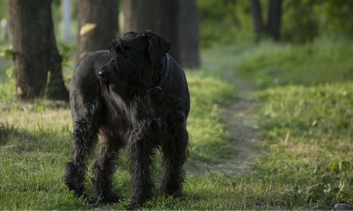 Riesenschnauzer