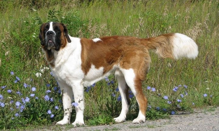 Saint Bernard stor vakthund