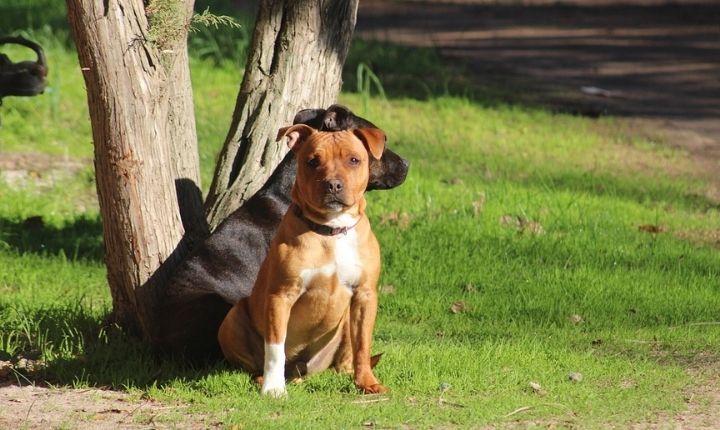 staffordshire terrier som första hund