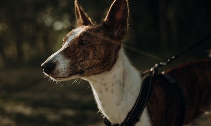 basenji hund som inte skäller