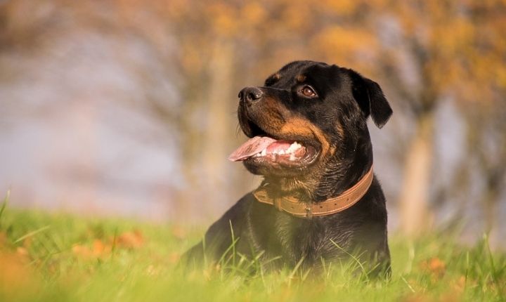 bästa vakthunden rottweiler