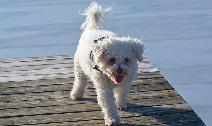 hundar med vit päls Bichon Frisé