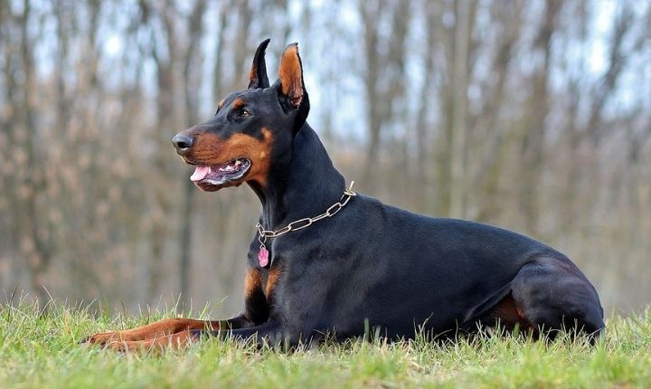 doberman