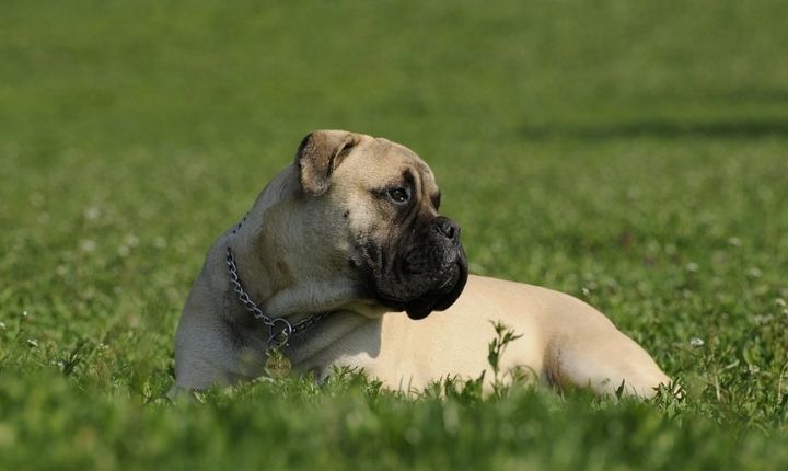 bullmastiff skäller lite