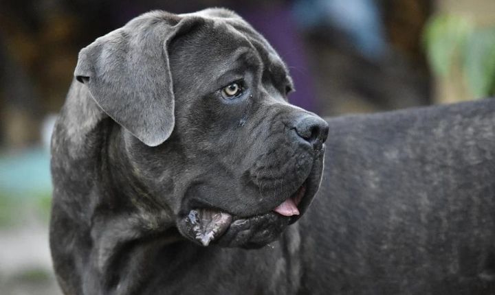 cane corso