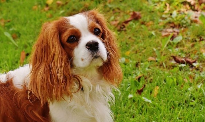 cavalier king charles spaniel skäller inte